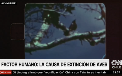 Casi 1500 especies de aves se han extinto por culpa del humano: ¿Qué estamos haciendo en Chile para protegerlas?